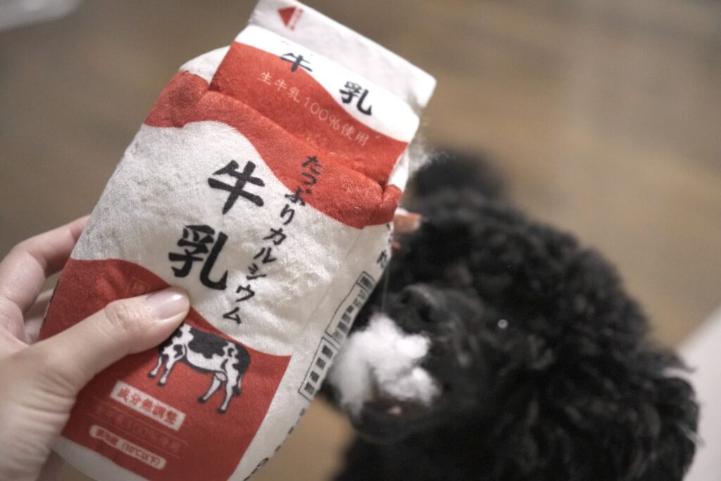 本物そっくりな牛乳の犬用おもちゃを破壊するトイプードルブラック
