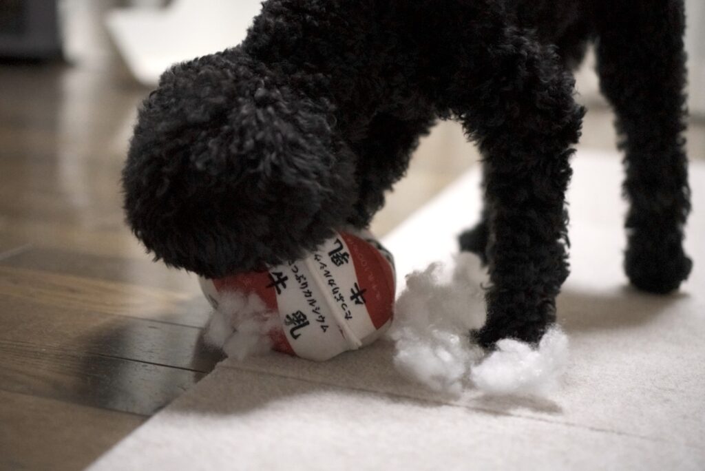 本物そっくりな牛乳の犬用おもちゃを加えるトイプードルブラック