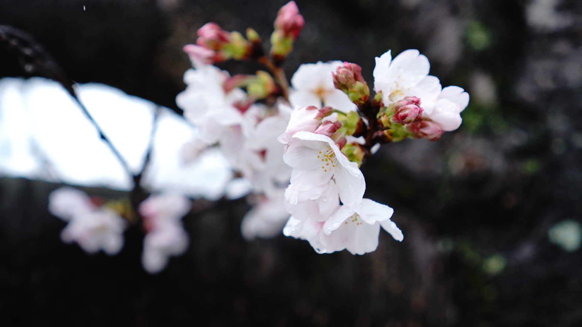 咲いたばかりの桜の花