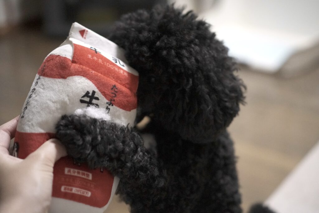 牛乳の犬用おもちゃに抱き着くトイプードルブラック