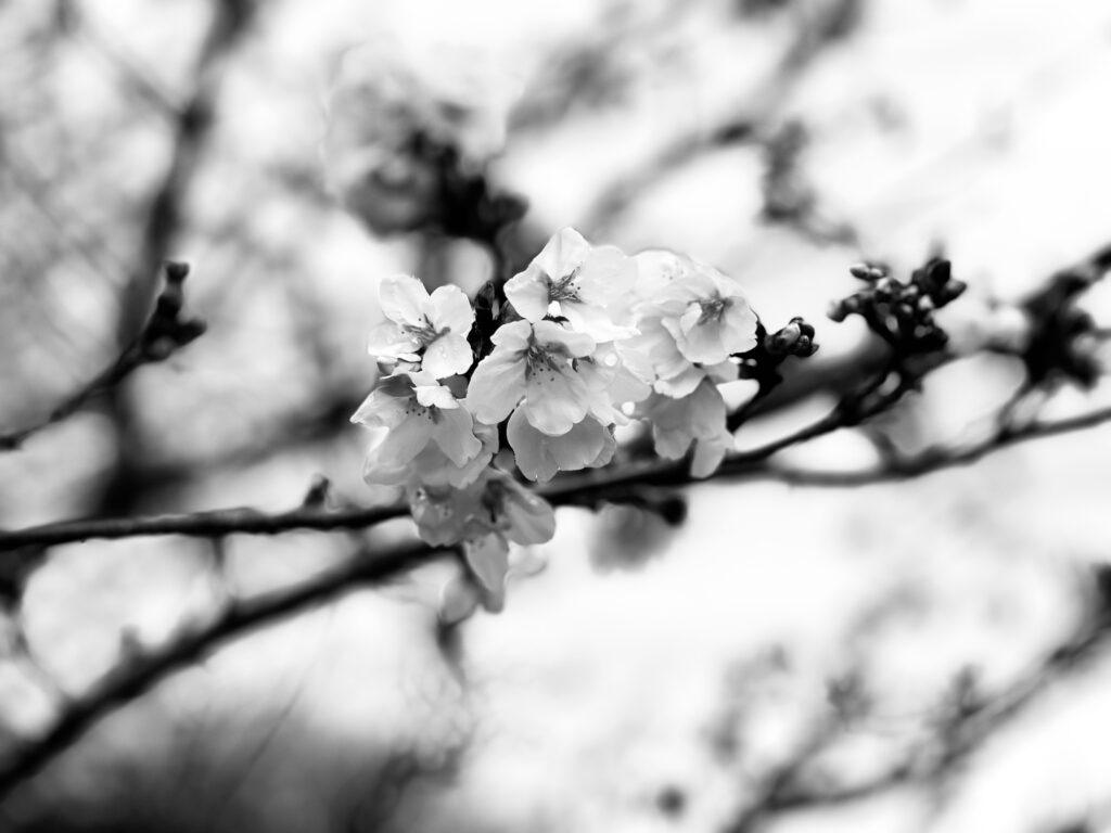 iPhone12 Proでモノクロ撮影した桜
