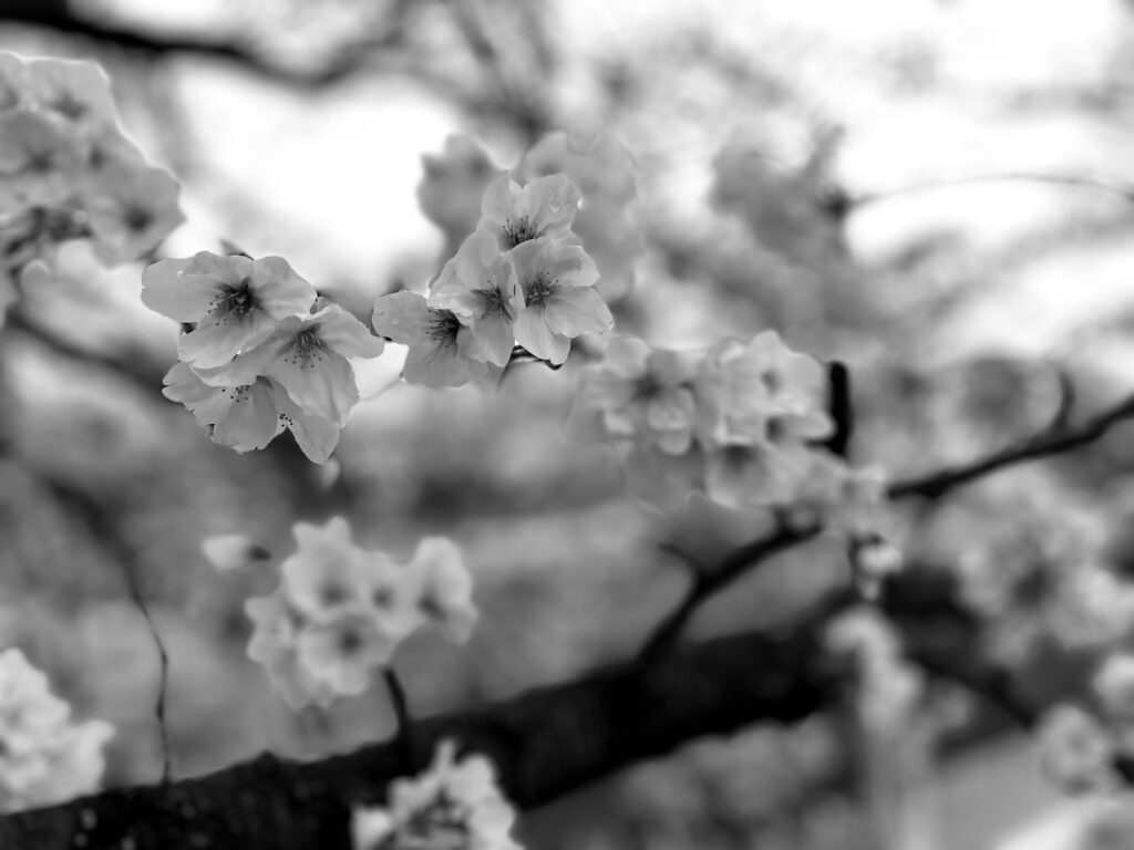 iPhone12 Proでモノクロ撮影した桜