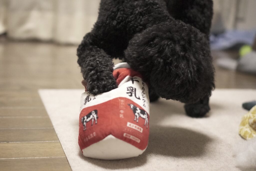 本物そっくりな牛乳の犬用おもちゃを咥えるトイプードルブラック