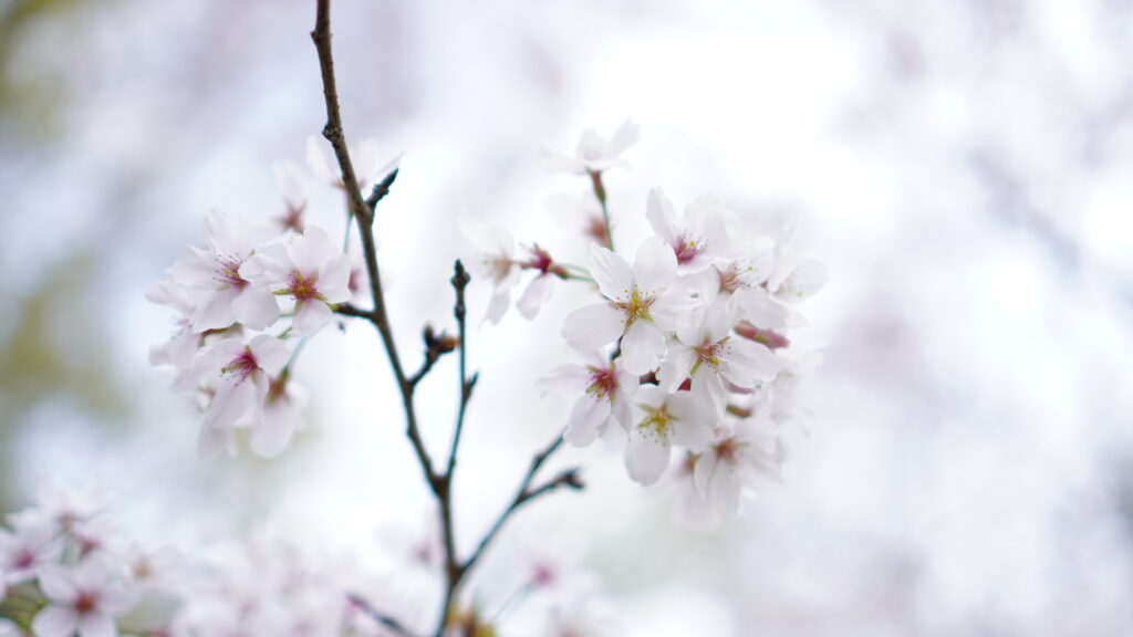 龍ノ口グリーンシャワー公園に咲く桜